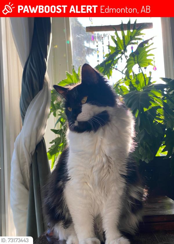 Lost Female Cat last seen Near st NW, Sweetgrass area, Edmonton, AB 