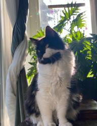 Lost Female Cat last seen Near st NW, Sweetgrass area, Edmonton, AB 