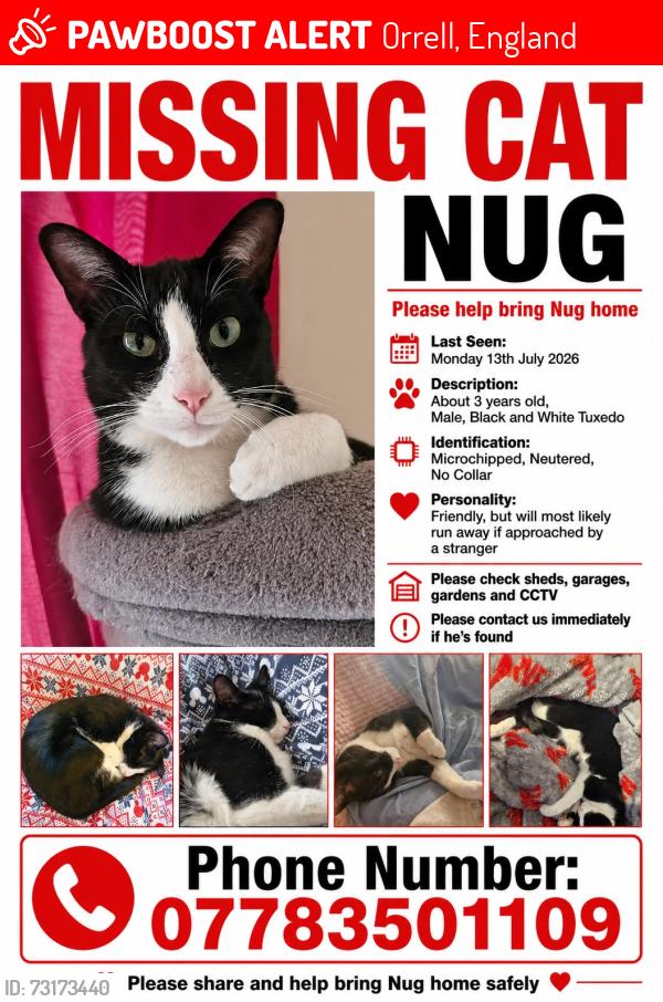 Lost Male Cat last seen Orrell, Orrell, England 