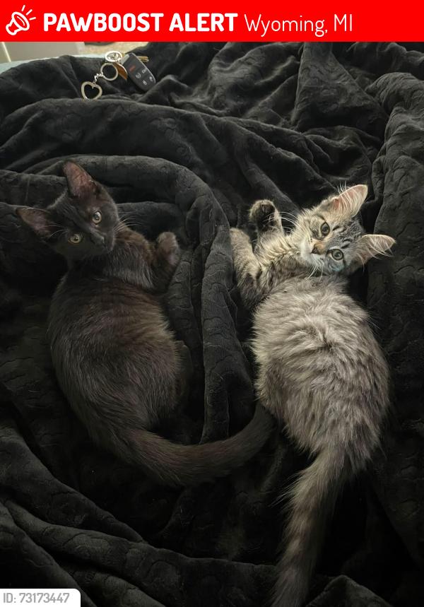 Lost Female Cat last seen Buffalo Wild Wings on 44th st, Wyoming, MI 49519