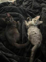 Lost Female Cat last seen Buffalo Wild Wings on 44th st, Wyoming, MI 49519