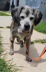 Shelter Stray Male Dog last seen Near Warwickshire Lane, GLEN BURNIE, MD, 21061, 411 Maxwell Frye Rd, Millersville, MD 21108, USA