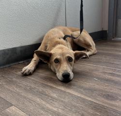 Shelter Stray Female Dog last seen E Beyer Boulevard, San Diego, CA, 92173, 5500 Gaines St, San Diego, CA 92110, USA