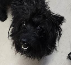 Shelter Stray Male Dog last seen E Washington Avenue, El Cajon, CA, 92019, El Cajon, CA 92020, USA