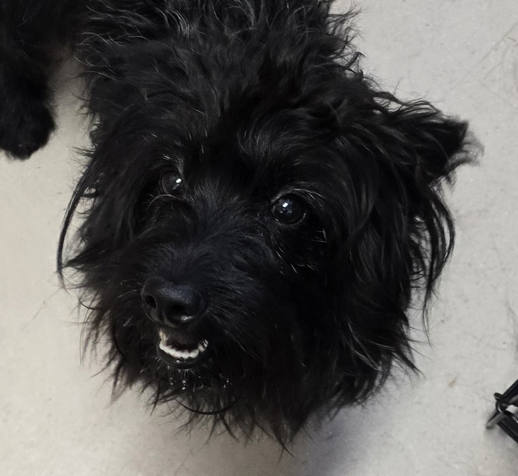 Shelter Stray Male Dog last seen E Washington Avenue, El Cajon, CA, 92019, El Cajon, CA 92020, USA