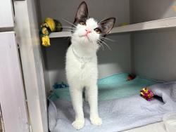 Shelter Stray Female Cat last seen found on 1st floor hallway of 217 W 62nd Street, NEW YORK, NY, 10023, 326 E 110th St, New York, NY 10029, USA