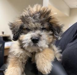 Shelter Stray Male Dog last seen San Diego, CA, 92114, 5500 Gaines St, San Diego, CA 92110, USA