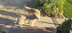 Reunited Unknown Dog last seen Dawnridge Ave, El Cajon, CA 92021, USA, El Cajon, CA 92021