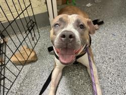 Shelter Stray Female Dog last seen Apt 11B,1348 Webster Avenue, BRONX, NY, 10456, 326 E 110th St, New York, NY 10029, USA