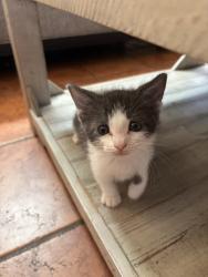 Shelter Stray Male Cat last seen W 5th Ave & S Tulip St, Escondido, CA, 92025, USA, Escondido, CA, 92025, Escondido, CA 92027, USA
