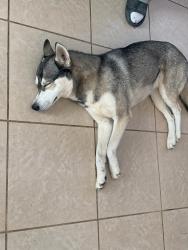Reunited Female Dog last seen Near North ave, Sacramento, CA 95838