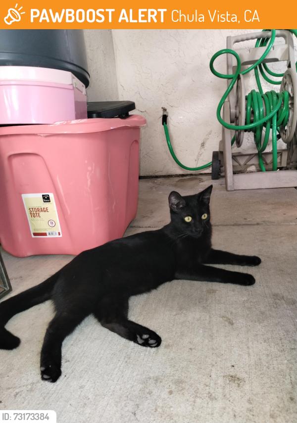 Found/Stray Female Cat last seen Beech ave, Davidson st, Chula Vista, CA 91910