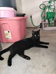 Found/Stray Female Cat last seen Beech ave, Davidson st, Chula Vista, CA 91910