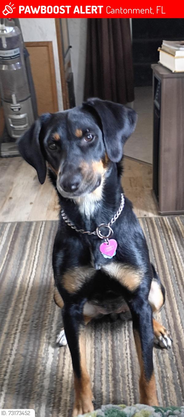 Lost Female Dog last seen Chippendale road and hwy 97, Cantonment, FL 32533