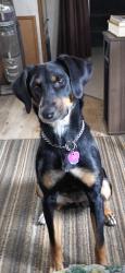 Lost Female Dog last seen Chippendale road and hwy 97, Cantonment, FL 32533