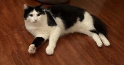 Lost Male Cat last seen Rheem Ave, Richmond, CA 94804
