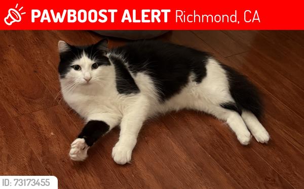 Lost Male Cat last seen Rheem Ave, Richmond, CA 94804