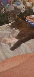 Lost Male Cat last seen Bryan Rd and Lumsden Rd, Brandon, FL 33511
