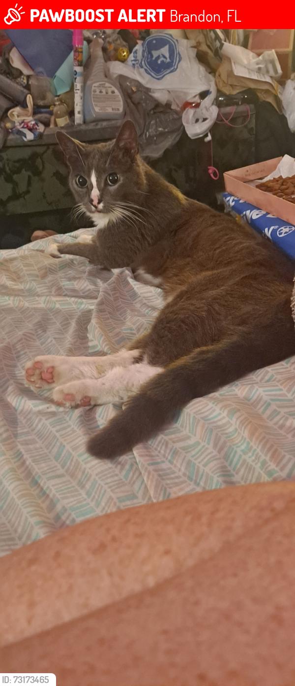 Lost Male Cat last seen Bryan Rd and Lumsden Rd, Brandon, FL 33511