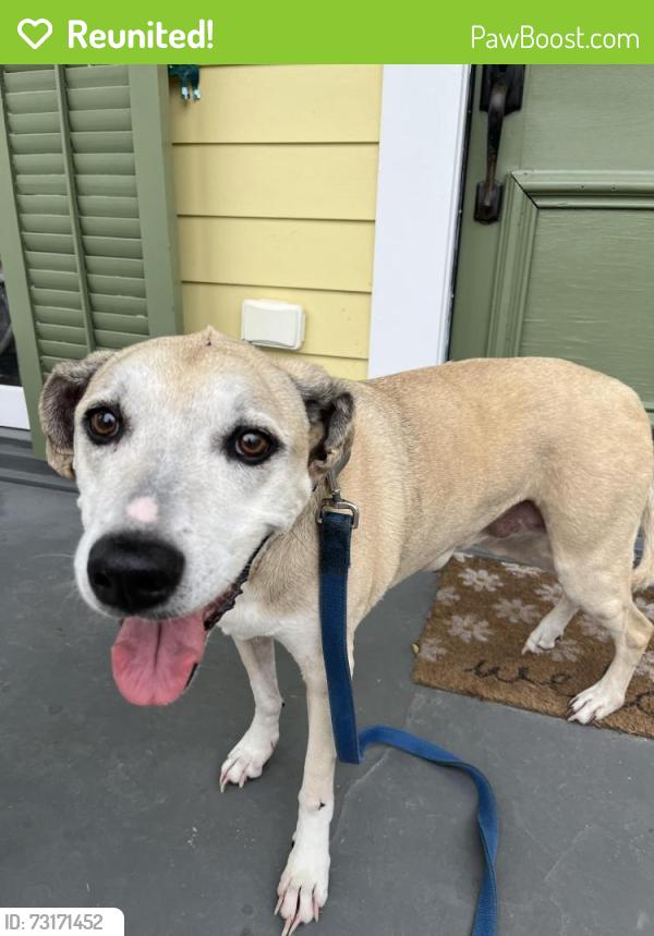 Reunited Female Dog last seen Hurst street and Millaudon, New Orleans, LA 70118