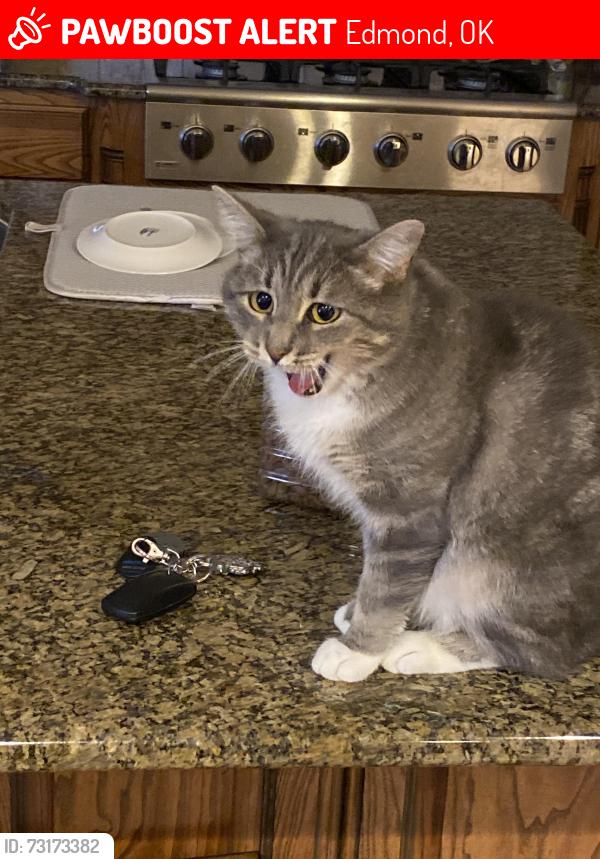 Lost Female Cat last seen Near Ashecroft Circle, Covell west of Coltrane, Edmond, OK 73034