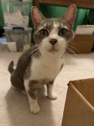 Reunited Male Cat last seen City Golf course near Briargate/Trophy, Bryan, TX 77802