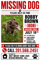 Lost Male Dog last seen Orchard Street near Orchard School, Ridgewood, NJ 07450