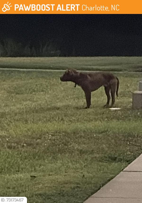 Found/Stray Unknown Dog last seen SpringHill Suites Carowinds, Charlotte, NC 28273