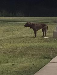 Found/Stray Unknown Dog last seen SpringHill Suites Carowinds, Charlotte, NC 28273