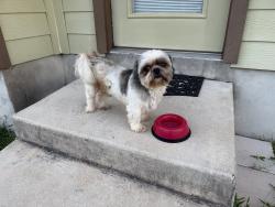 Found/Stray Male Dog last seen Old Prue Rd, San Antonio, TX 78249
