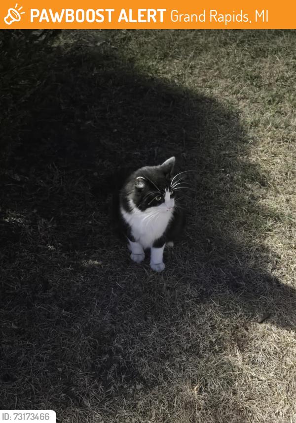 Found/Stray Unknown Cat last seen Northview Harbor apmts 2645, Grand Rapids, MI 49525