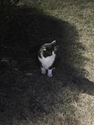 Found/Stray Unknown Cat last seen Northview Harbor apmts 2645, Grand Rapids, MI 49525