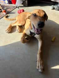 Found/Stray Male Dog last seen By Lindeman and Nameless road Leander, Texas., Leander, TX 78641