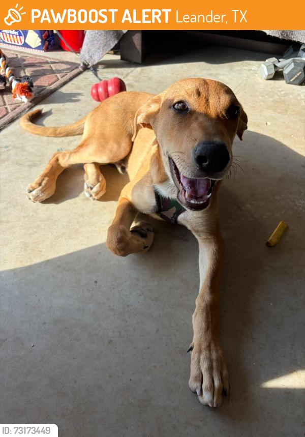 Found/Stray Male Dog last seen By Lindeman and Nameless road Leander, Texas., Leander, TX 78641