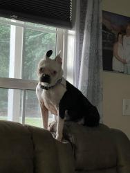 Reunited Female Dog last seen Woodley Rd and Miles Drive one street over from 221 going towards Arkwright, Spartanburg, SC 29306