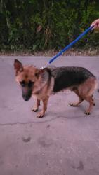 Found/Stray Female Dog last seen Near Banner Dr & E Ost Dr, Houston, TX 77013