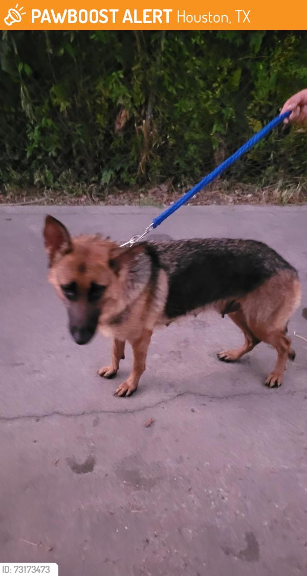 Found/Stray Female Dog last seen Near Banner Dr & E Ost Dr, Houston, TX 77013