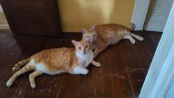 Reunited Male Cat last seen Pink st, Metairie, LA 70005