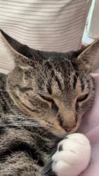 Lost Female Cat last seen Maffet st ,birch street, Wilkes-Barre, PA 18702