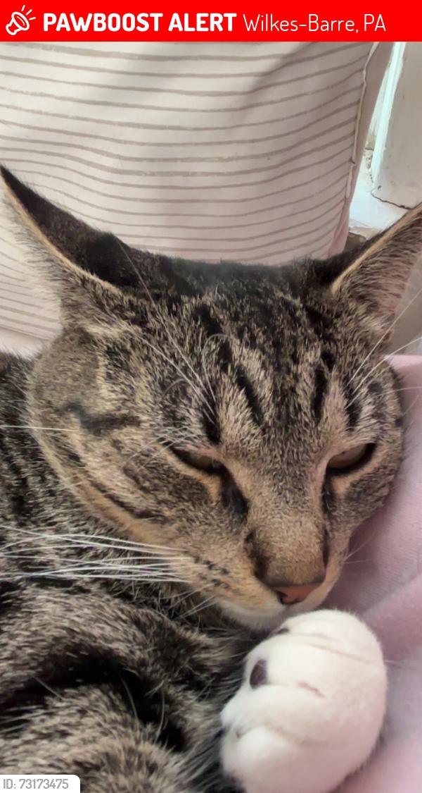 Lost Female Cat last seen Maffet st ,birch street, Wilkes-Barre, PA 18702