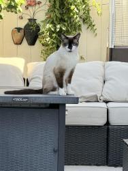 Reunited Male Cat last seen Warm spring and Fort Apache, Las Vegas, NV 89148