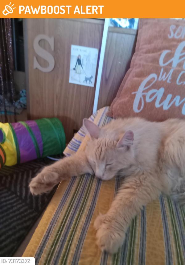 Found/Stray Female Cat last seen Ironwood, Apache Junction, AZ 85120