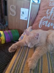 Found/Stray Female Cat last seen Ironwood, Apache Junction, AZ 85120