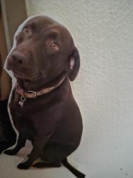 Reunited Male Dog last seen Flower and Macarthur, Santa Ana, CA 92707