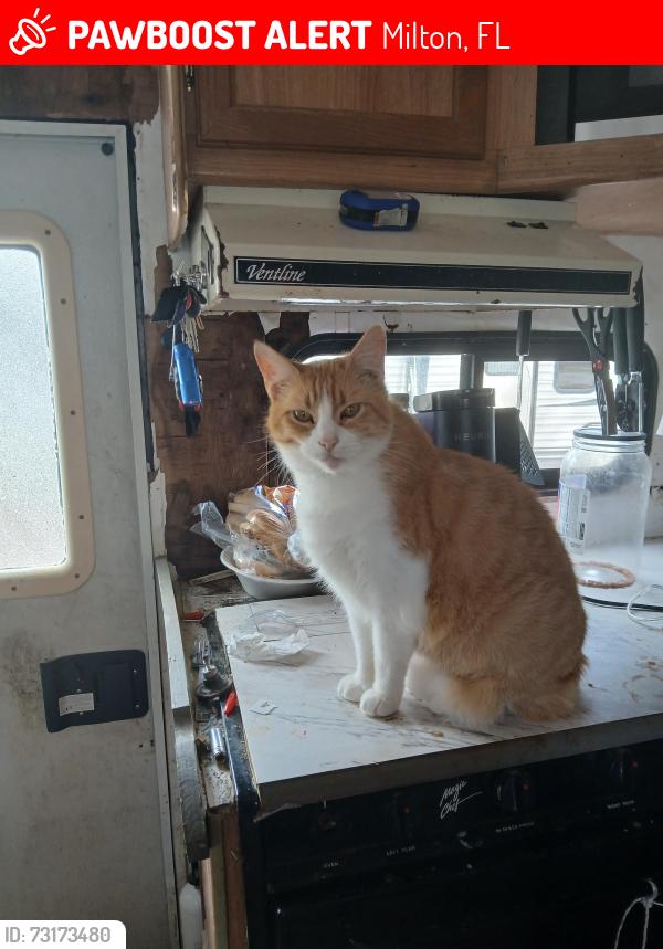 Lost Male Cat last seen Wafflehouse, Milton, FL 32583