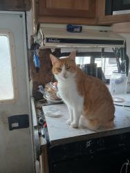 Lost Male Cat last seen Wafflehouse, Milton, FL 32583