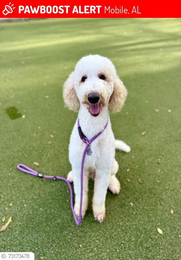 Lost Male Dog last seen Demetropolis, Mobile, AL 36693