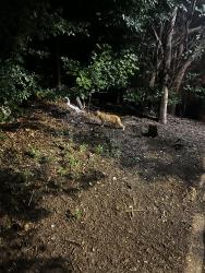 Found/Stray Unknown Cat last seen Under the railroad, Raleigh, NC 27603