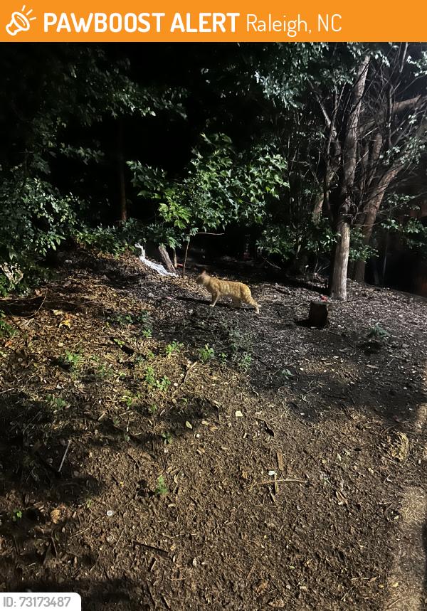 Found/Stray Unknown Cat last seen Under the railroad, Raleigh, NC 27603