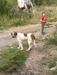 Lost Female Dog last seen Kirkland road, Napavine, WA 98532